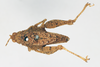 CollectionObject 1579429; bf707e2d-fe97-4cce-b927-01e7988009db: female, dorsal view (syntype). (CollectionObject).