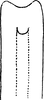 Aedeagus, ventral view: Aedeagus, ventral view (E. bilobatus). (Observation).