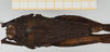 CollectionObject 1517903; b543741c-a62a-4cf1-b5ea-7be3cf0aeb9f, NHMUK10924423: female, dorsal view (holotype). (CollectionObject).