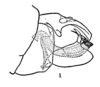 Aedeagus, lateral view: (Observation).