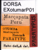 CollectionObject 1537613; 4997cf7c-8ec0-4784-a96b-9a31d213a4a1, DORSA EXotumarP01: labels (paralectotype). (CollectionObject).