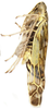 Habitus, lateral view: !! display not done !! on Eupteryx (Eupteryx) decemnotata Rey, 1891: (Observation).