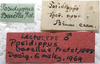CollectionObject 1505941; dc92b144-edcd-4331-8aec-3e839a1e5faa: labels (syntype). (CollectionObject).