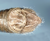 Ponderacris peruviana (Stål, 1878): male abdomen tip, dorsal view. (Otu).