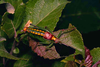 CollectionObject 1576948; 230f128c-cbb9-43ad-8385-0a6c8cda8858, CH1940: male. (CollectionObject).