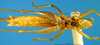 CollectionObject 1505281; 5e0e1e87-e891-4a65-9268-29aca1d76916: male, ventral view (holotype). (CollectionObject).