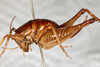 CollectionObject 1531297; 727f9087-bf3f-4eca-9c40-db81d8fce988: female, lateral view (holotype). (CollectionObject).