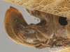 CollectionObject 1505872; d9d71b26-e0a5-4cb7-9801-0a25d4c02232: female ovipositor (holotype). (CollectionObject).