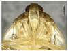 Head on Catonidia lii Chen & He, 2009: (Observation).
