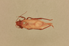 CollectionObject 2070493; NHMUK015982152, f7a03118-faba-4455-8e0c-bc81ed9871a4: male, dorsal view (syntype). (CollectionObject).