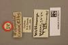 CollectionObject 1519316; 5bc9db77-8884-455f-882d-5e710e03bc35, NHMUK015105213: labels (holotype of Wellawaya greeni). (CollectionObject).
