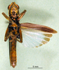 CollectionObject 1502463; 7e340042-63b0-4f99-9b23-8484542d979c: male, ventral view (paratype of Tauchira bifasciata). (CollectionObject).