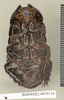 Ancaudellia insularis (Kirby, 1903): Copyright Natural History Museum, London. Lectotype (adult male) in BM(NH). Ventral view. (Otu).