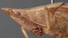 male head and pronotum, lateral view (syntype). Depicts CollectionObject 1505645; b6edbaae-f74e-466a-9448-15e922ec5835, a CollectionObject.