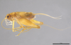 CollectionObject 2062724; 28ad0106-9cdd-4fb1-9d29-9ab9a3705564: Male, lateral habitus. (CollectionObject).