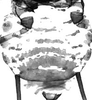Abdomen, sternal apodemes, ventral view.: Pattern of sclerotization of dorsum abdomen of A. craccivora. (Observation).