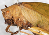CollectionObject 1566795; NMW 7158, 79e2fcfb-fe1f-4cff-b327-5fead21779a8: female, latero-frontal view (syntype of Phrixa sima). (CollectionObject).