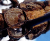 CollectionObject 1499303; d6bd2f17-25ec-41b4-bf8c-845187e5c299: male pronotum and wings (holotype). (CollectionObject).