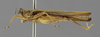 CollectionObject 1523089; 107120da-d1a5-4cea-82bf-4f1fa340443d: male, lateral view (lectotype). (CollectionObject).