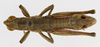 CollectionObject 1523773; 1fce6014-41cc-4544-86bc-39949d7a1bb2: male, dorsal view (holotype). (CollectionObject).