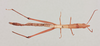 CollectionObject 1518308; NHMUK015982258, 233e3d1e-230c-4fe1-90f5-512d43078f35: female, dorsal view (lectotype). (CollectionObject).