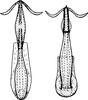 Aedeagus, ventral view: Aedeagus, ventral view. (Observation).