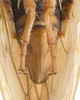Terminalia, in situ on Eutettix (Eutettix) discolor Hepner, 1942: (Observation).