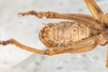 CollectionObject 2602153; 7ab24d3d-ff97-40a9-8fdf-f36ed2372122: male, ventral view. (CollectionObject).