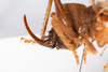 CollectionObject 1531197; NMW 21.543, cfc8aba8-658c-4018-a12f-cca4772177b0: female, lateral view (holotype). (CollectionObject).