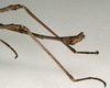 CollectionObject 1556977; NMW 845, b59ee49e-6cc5-4eb1-a869-a6751aec7eb5: copyright NMW, Vienna. male: end of abdomen, lateral view (lectotype). (CollectionObject).