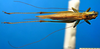 CollectionObject 1501994; f10810ff-d08c-49a0-9218-7a060ebb6164: female, dorsal view (allotype of Conocephalus dilatatus). (CollectionObject).