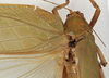 CollectionObject 1571373; MZPW 2338, 205871ba-291a-486b-ba4c-fe4d88c93f56: female pronotum, dorsal view (syntype). (CollectionObject).