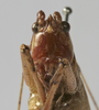 CollectionObject 1539579; 17f7c69e-beb2-4732-9290-02afcd267b23: male face (holotype). (CollectionObject).