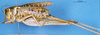 CollectionObject 1505028; d018a23e-8406-4c34-b9c4-1e183807806e, DORSA D30TF01: female, lateral view (holotype). (CollectionObject).