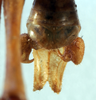 CollectionObject 1534682; 06719e8b-994d-4161-839d-ab64765ecfd3: male abdomen tip, dorsal view (holotype). (CollectionObject).
