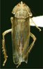 Habitus, dorsal view on Elginus saltus (Naudé, 1926): Habitus (male). (Observation).