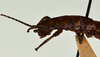 CollectionObject 1562883; 07a05f10-9ddd-49bc-b48d-3ab79eddfc10: copyright USNM, Washington. (CollectionObject).