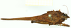 CollectionObject 1586193; 5b1db084-3f18-4d3f-8070-b9802157412e: female, dorsal view. (CollectionObject).