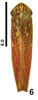 Habitus, dorsal view on Apogonalia blanchardii (Signoret, 1856): (Observation).