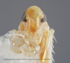 Head on Dikrella (Dikrella) californica (Lawson, 1930): Head/Face. (Observation).