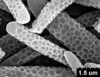 Brochosomes on Dichrophleps Stål, 1869: DP54 | Brazil, Amazonas, Coari, Rio Urucu, Petrobrás | 2/5/1992 | P. Buhrnheim, N.O. Aguiar, & N. Fe | DCMB. (Observation).
