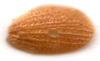 CollectionObject 1537582; e88c3f6c-9742-4fa6-bc49-79666e58b417: female, tegmen (holotype). (CollectionObject).