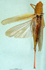 CollectionObject 1502311; fc04f2f7-2254-4a41-8c2d-7c7cda3ebbb6: female, dorsal view (syntype). (CollectionObject).