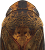 Head on Coarctana vilavelha Domahovski & Cavichioli, 2023: Male holotype [DZUP]: head, pronotum and mesonotum, dorsal view. (Observation).