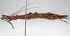 CollectionObject 1562366; 18015c91-8d6b-4b85-b5ad-3bd2e02bbe64: copyright ZMUH, Hamburg. female, lateral view (syntype). (CollectionObject).