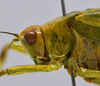 CollectionObject 1593136; 4cdae5cf-9663-4664-a62f-de55a7468428: male head and pronotum, lateral view. (CollectionObject).