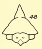 Head: !! display not done !! on Telamona tarda Ball, 1925: (Observation).
