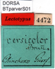 CollectionObject 1500251; d0cceb85-0478-496c-adf5-f295de71aa97: labels (syntype). (CollectionObject).