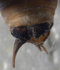 CollectionObject 1505812; 7c290288-cd51-4322-872a-f277a007a54f: male cerci (holotype of Eupholidoptera kinzelbachi). (CollectionObject).