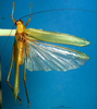 CollectionObject 1502641; 8178f02f-6152-4470-b090-265cc102d1c1, DORSA BTcatgutF2: female, dorsal view. (CollectionObject).